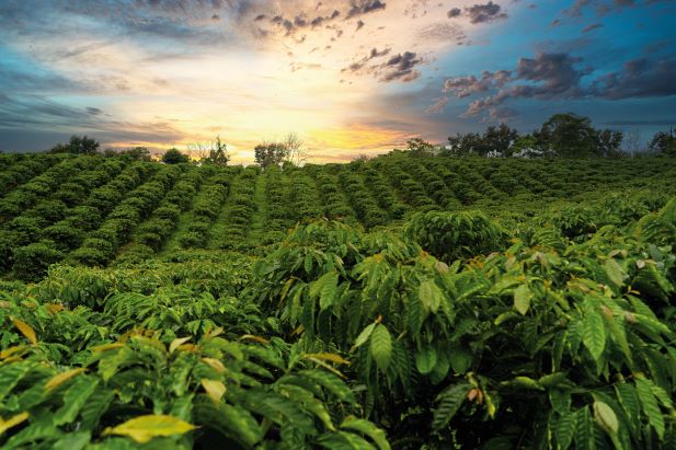 le soleil se couche sur un champ verdoyant de cultures densément plantées, avec des feuilles vertes et des arbres à l'horizon sous un ciel partiellement nuageux.