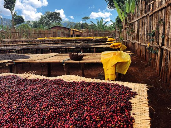 les tables de séchage extérieures sont recouvertes de cerises de café rouges et noires sous un ciel bleu clair, entourées d'une clôture en bois.