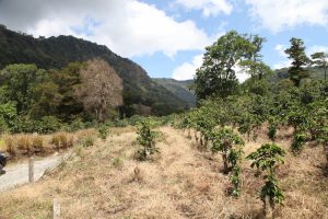 un coteau cultivé avec des rangées de petites plantes sous un ciel partiellement nuageux. une chaîne de montagnes au feuillage dense est visible en arrière plan.