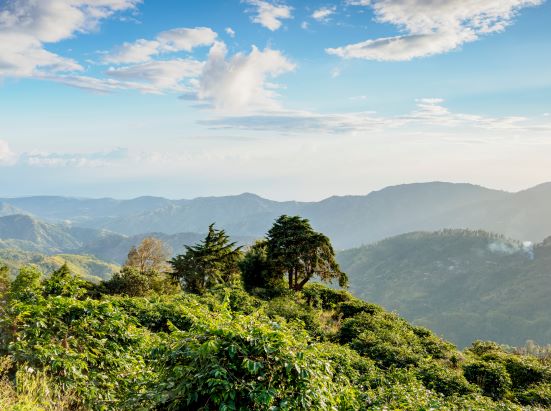 un paysage verdoyant et luxuriant avec un feuillage et des arbres denses, sur fond de collines vallonnées et d'un ciel bleu partiellement nuageux.