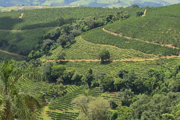 vue aérienne d'une colline verdoyante et luxuriante avec des rangées de cultures en terrasses et des arbres dispersés.