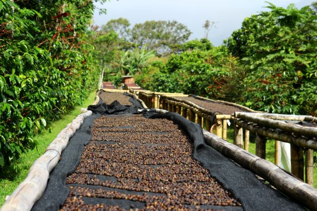 grains de café séchant sur de longues étagères surélevées entourées d'une végétation luxuriante.