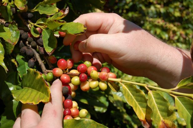 mains cueillant des cerises de café mûres et non mûres sur une branche aux feuilles vertes.