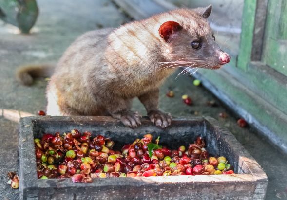 une civette est assise sur le bord d'un plateau en bois contenant des cerises de café éparpillées et partiellement mangées.